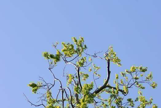 Tree Branches Against Blue Sky photo