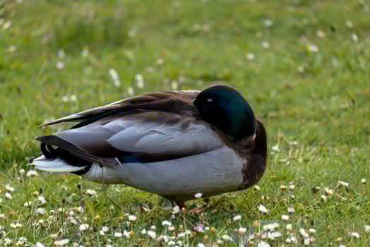 Sleeping Mallard Duck on Grass photo