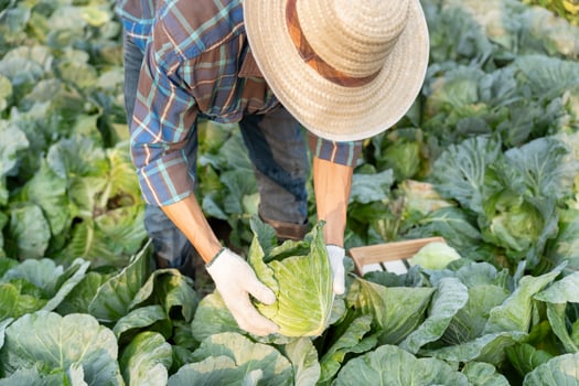 farmer with fresh vegetable, cabbage harvest, natural selection, organic, harvest season, agricultural business owner, young smart framing, healthy lifestyle, farm and garden direct, non toxic. photo