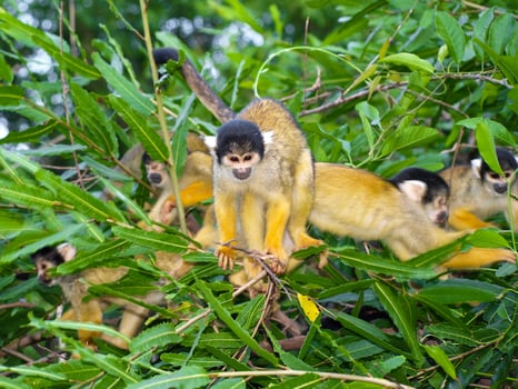 Group of yellow squirrel monkeys in the bush , saimiri sciureus photo