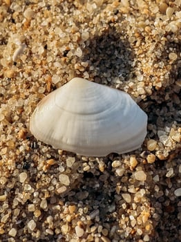 Seashell on Sandy Beach. Closeup of clean sand with gentle grains and soft lighting offers natural minimalism and organic structure ideal for background use in creative design projects photo