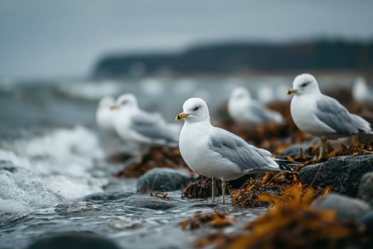 Seagulls stand on rocks and seaweed while waves hit the shoreline on a gray, overcast day at the beach photo