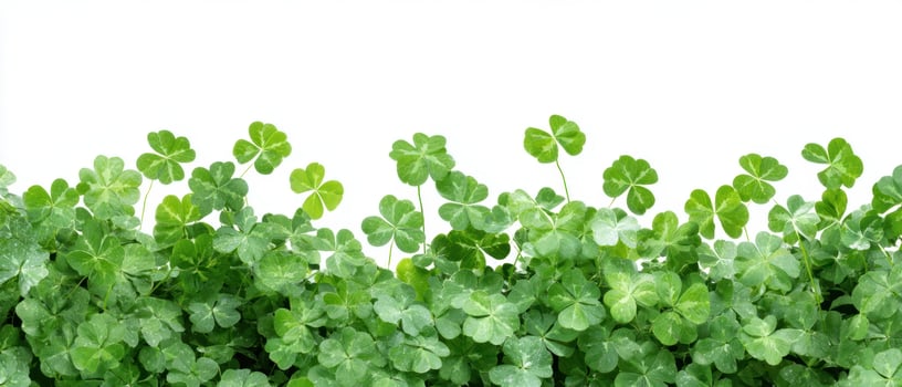 The lush green clover leaves creating a vibrant natural background scene. photo