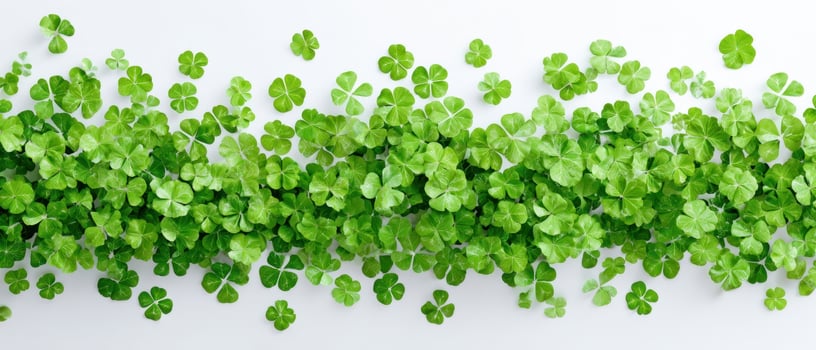 The lush arrangement of fresh clover leaves on a bright background. photo