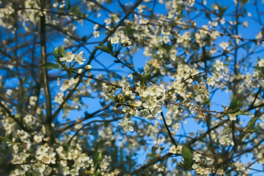 Blooming trees in spring garden. White flowers on a tree photo