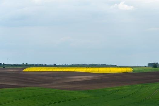 Rolling Hills of Cultivated Land with Yellow Rapeseed Fields in Springtime photo