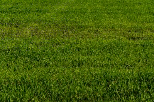 A man standing in a field with a red flag photo