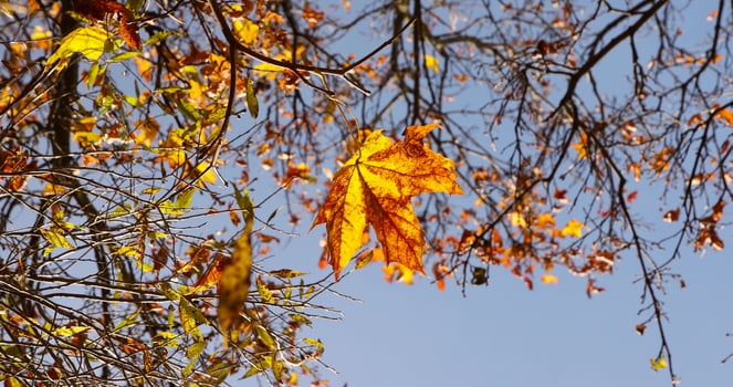 The last orange foliage on the maple tree photo