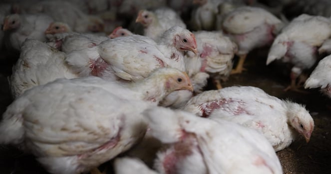 white chickens partially without plumage at a poultry farm photo