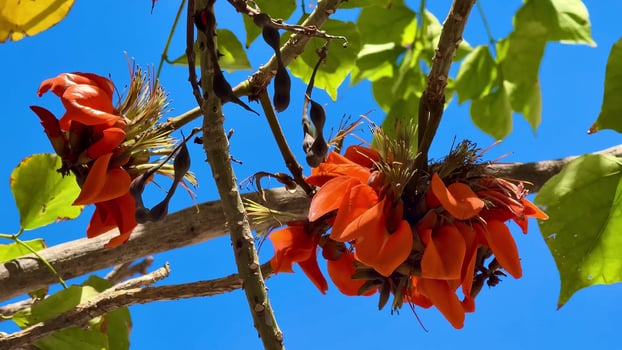 Gorgeous orange flowers are blooming beautifully all over tree branches beneath a stunning clear blue sky photo