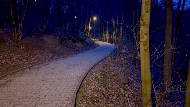 A peaceful and illuminated pathway meanders through a dark and mysterious forest under the starry night sky photo