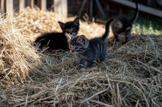 Three playful kittens nestled in a haystack, bathed in sunlight. A close-up view shows their curious expressions and sleek fur. The hay's texture and color are prominent photo