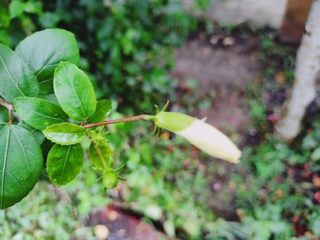 Unopened white flower bud on a green leafy branch with a softly blurred background. Suitable for nature, flora, growth, and seasonal concepts. photo