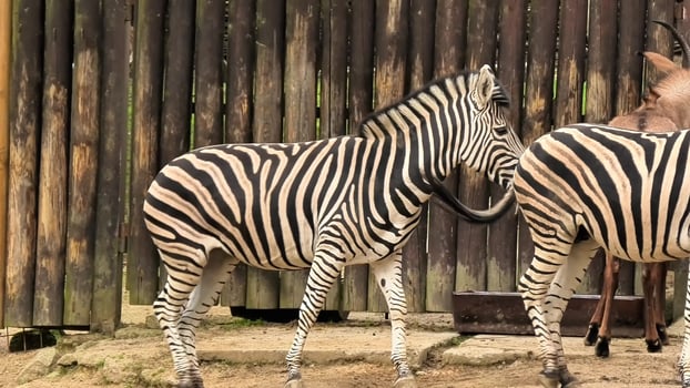Watch these beautiful zebras interacting in their natural habitat, showcasing vivid stripes and behavior. photo