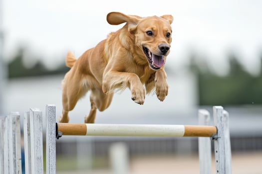 A dog jumping over an obstacle photo