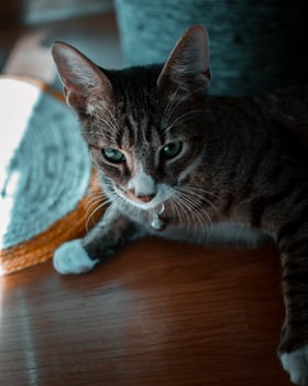 Cat laying on a floor photo