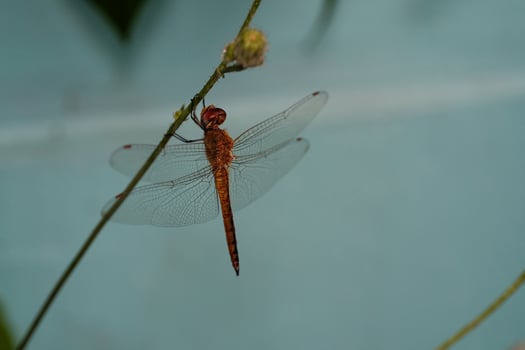 Macrophotography Red dragonfly hanging vertically on a stem. Red dragonfly of the Crocothemis erythraea type, an insect that only appears during rain or places near water. Animal in closeup photo