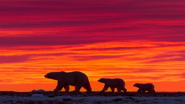 Three polar bears walk together along the shore with a vibrant sunset backdrop. photo