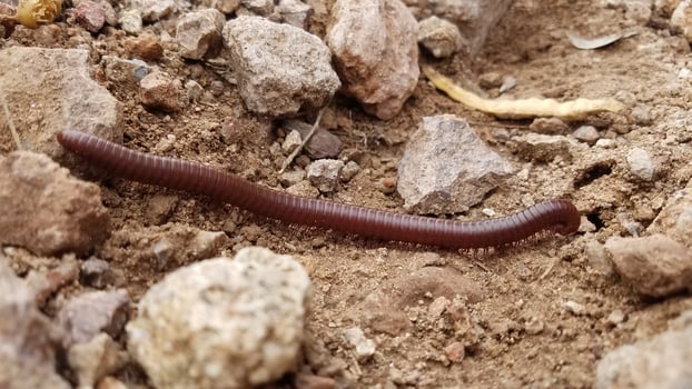 A Big Reddish Brown Millipede Navigating Rocks on the Desert Floor photo