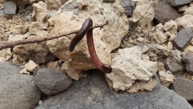 A Curious Big Reddish Brown Millipede Curled Around a Stick in Arizona photo