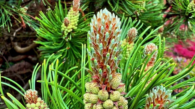 A closeup view of vibrant buds and delicate needles of a stunning pine tree, showcasing natures true beauty photo