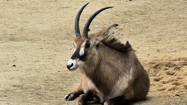 This picturesque and serene moment captures a tranquil antelope peacefully resting in its natural environment photo