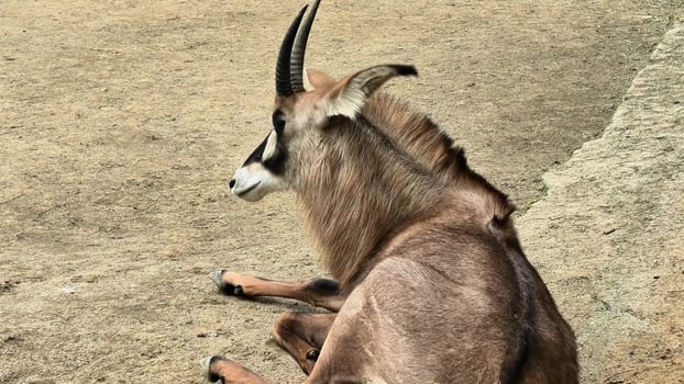 A serene antelope is lying gracefully on the soft ground, showcasing its unique horns and elegant posture photo