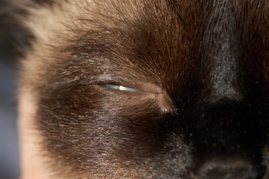 Close-up of sleeping cat's eye and fur texture in soft light. photo