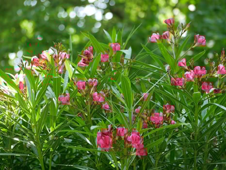 Blooming with pink flowers oleander bush photo