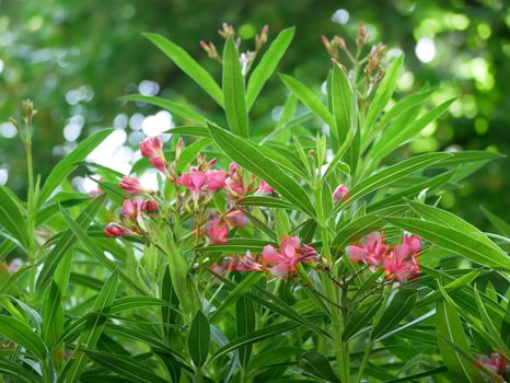 Blooming with pink flowers oleander bush. photo