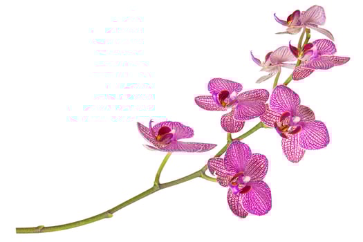 Flower Striped pink orchid branch on white. Isolated photo