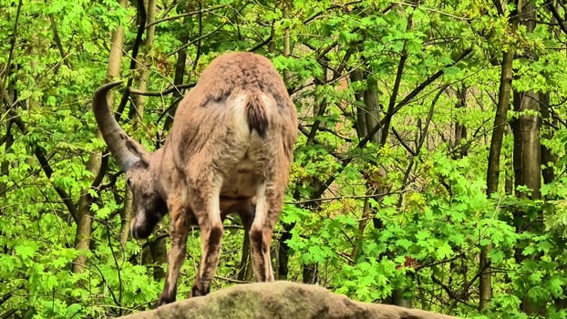 A majestic mountain goat elegantly striking a captivating pose on a large rock amidst vibrant, lush green foliage photo