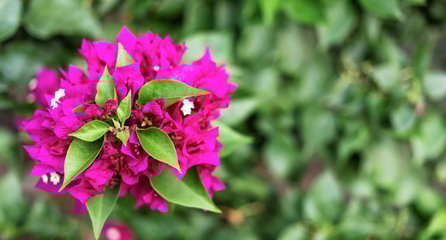 Vibrant pink bougainvillea flower blooming against lush green foliage background photo
