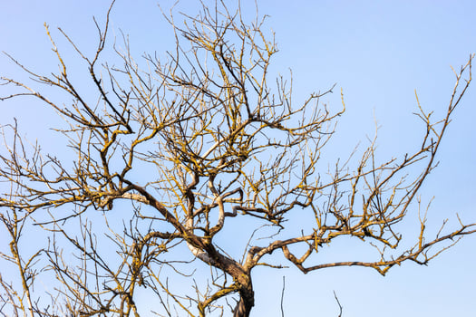 Bare branches of a tree against a clear blue sky showcasing nature's stark beauty and tranquility photo