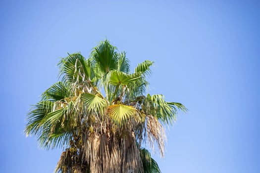 Lush green palm tree against a clear blue sky showcasing tropical beauty and vibrant nature photo