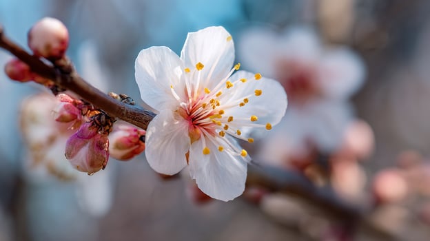 Scenic backdrop highlights this macro flower photo in full focus
