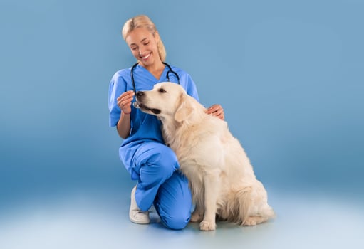 Veterinary Clinic Service Concept. Happy Female Nurse In Scrubs Uniform And Stethoscope Posing With Dog, Embracing Labrador Giving Him Food Or Pill Sitting On Floor Isolated On Blue Studio Background photo