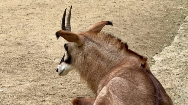 An elegant antelope peacefully rests serenely in a sandy environment, showcasing its majestic, impressive horns photo