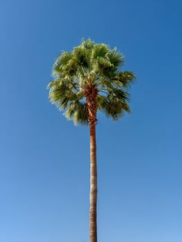 A Lone Tall Palm Tree With A Graceful Shape photo