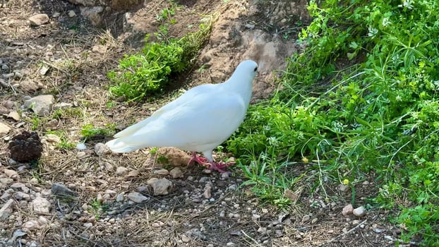 A graceful white bird is exploring the ground, actively searching for food among the vibrant green plants photo