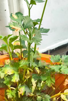 Close-Up of Celery Plant in Pot photo