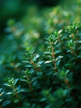 Fresh Thyme Sprigs are the Gardens Savory Whisper photo