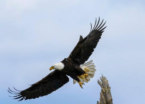 Majestic bald eagle soaring gracefully in the clear sky during daylight near a tall tree photo