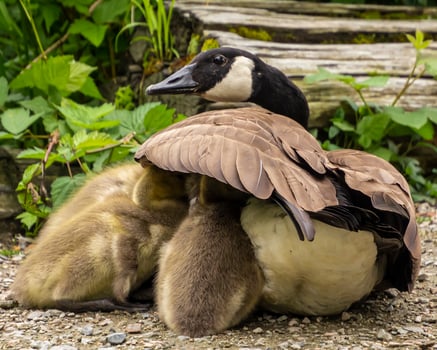 Goslings rest under mother goose in a lush garden during a warm sunny day photo