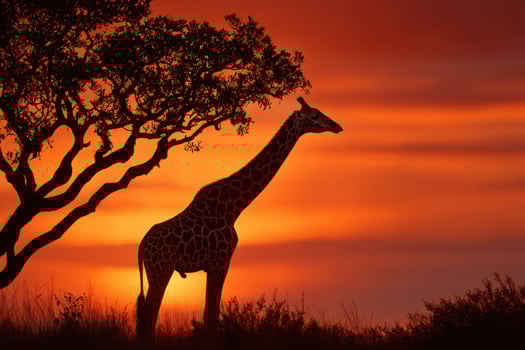 A giraffe stands gracefully under a tree, silhouetted by a stunning sunset in a savanna, showcasing nature's beauty photo