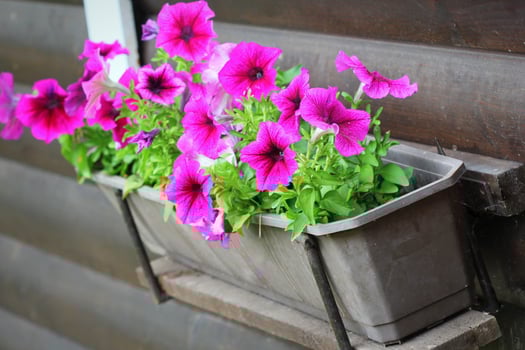 Purple petunia flowers in pot on windowsill in spring time. Shallow depth of field photo