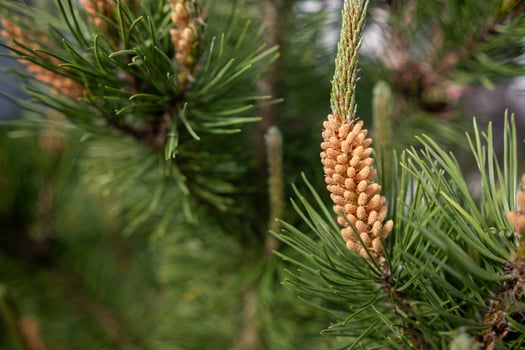 Close-up View of Pine Tree Male Cones Surrounded by Lush Green Needles in a Sunny Setting photo