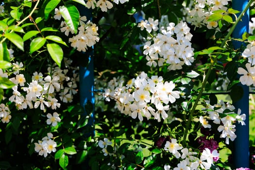 Abundant white flowers blooming on green vines in a sunny garden during springtime photo