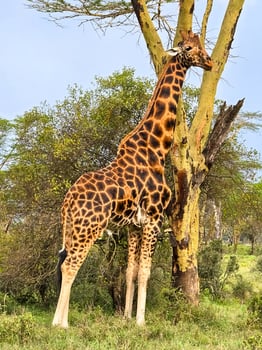 Giraffe standing by a tree in Kenya savanna photo