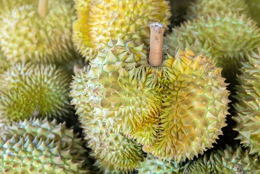 durian, a large pile of durian. fresh durians stacked together, durian tropical fruit market concept, seasonal produce, agriculture, and export product of asia photo